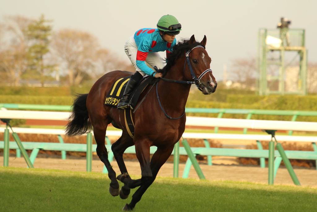 ■2019-12-15_中山競馬場 (80)