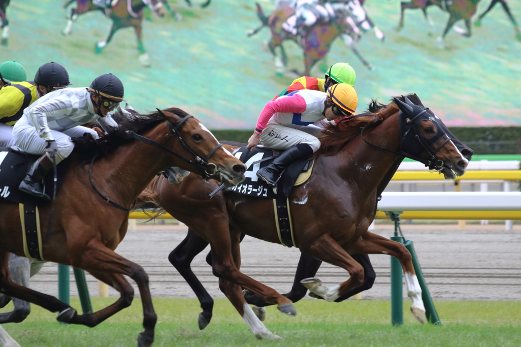 ■2020-02-15_東京競馬場 (43)