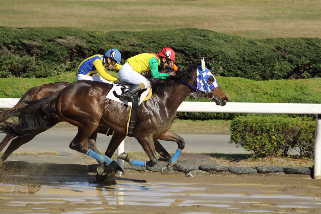 ■2019-11-25_浦和競馬場 (20)