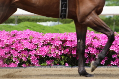 ■2019-05-03_浦和競馬場 (51)