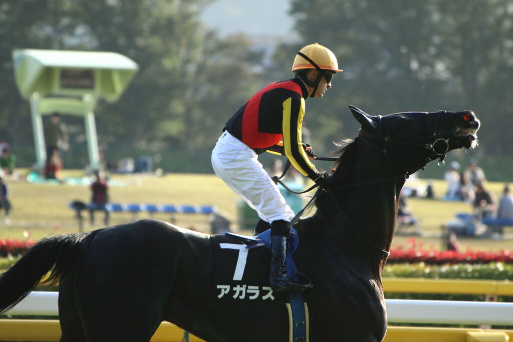 ■2019-11-02_東京競馬場CR2 (110)
