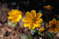 庭の花