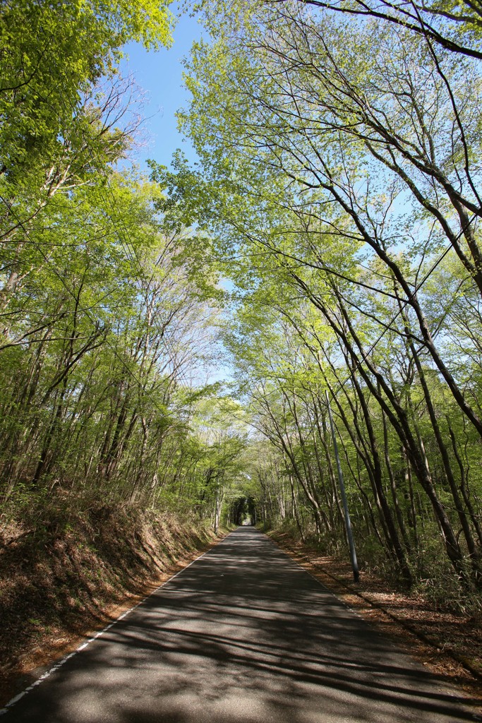 完成間近の新緑トンネル