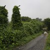 道にいた