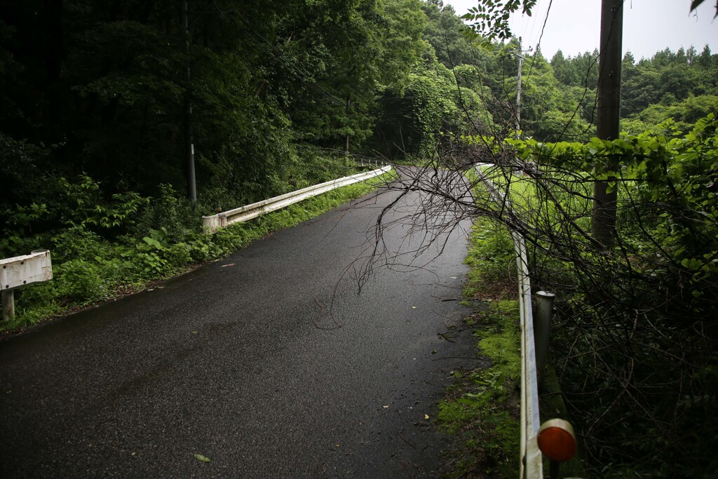 雨上がりの路