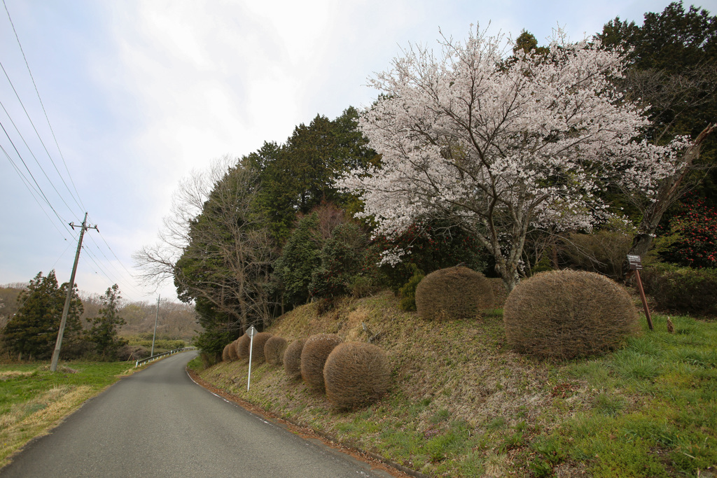 残桜