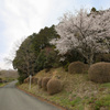 残桜