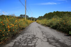 花の路