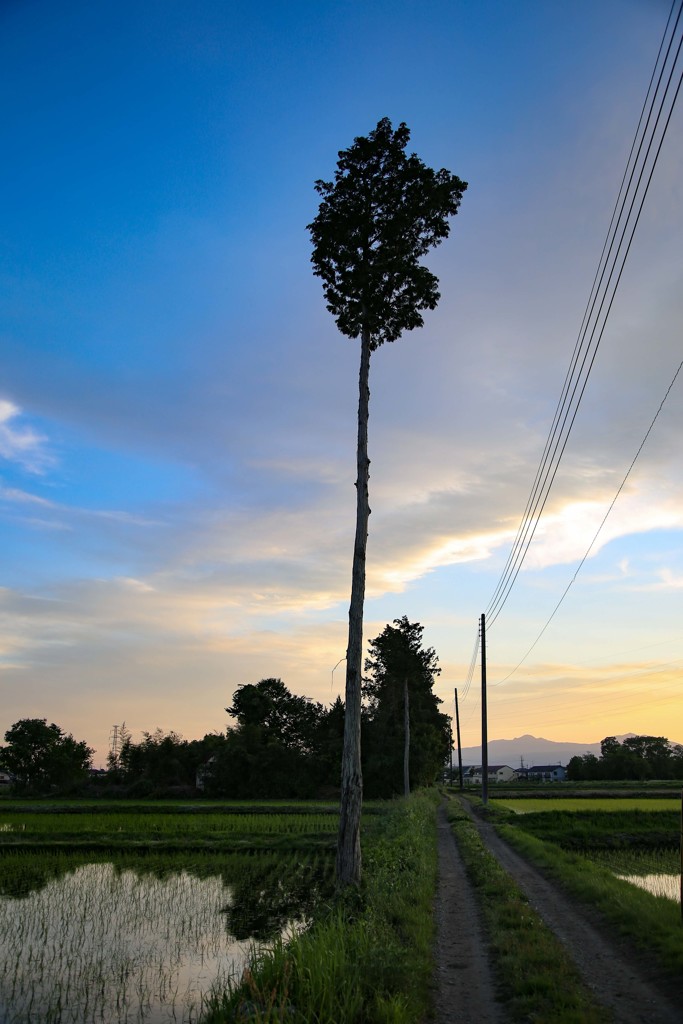 黄昏の一本杉