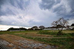 秋刈田