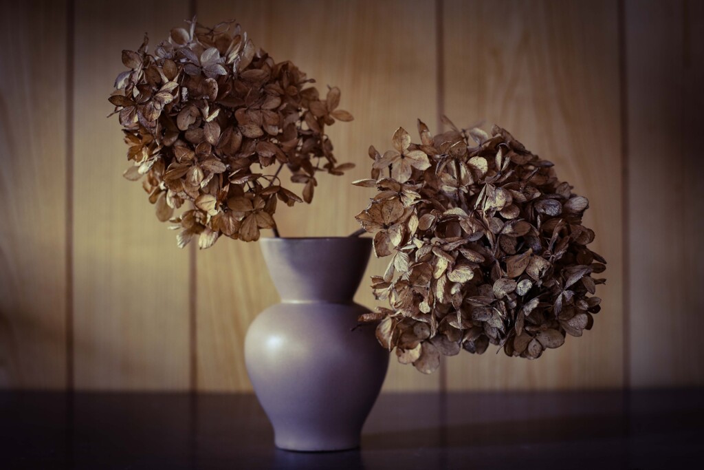 枯紫陽花