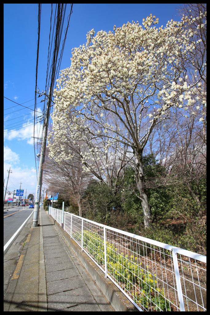 春の通り