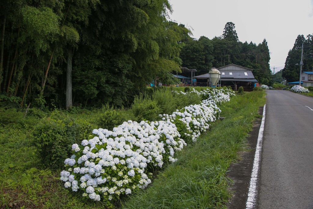 道沿い