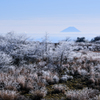 霧氷の草木と遠い富士