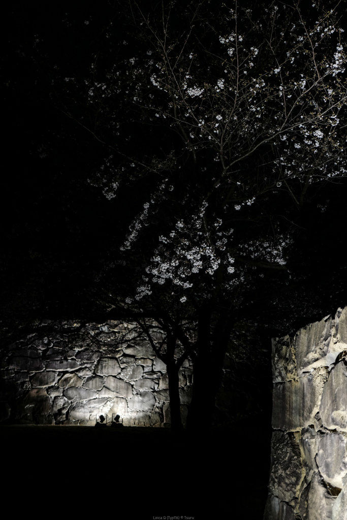 夜桜