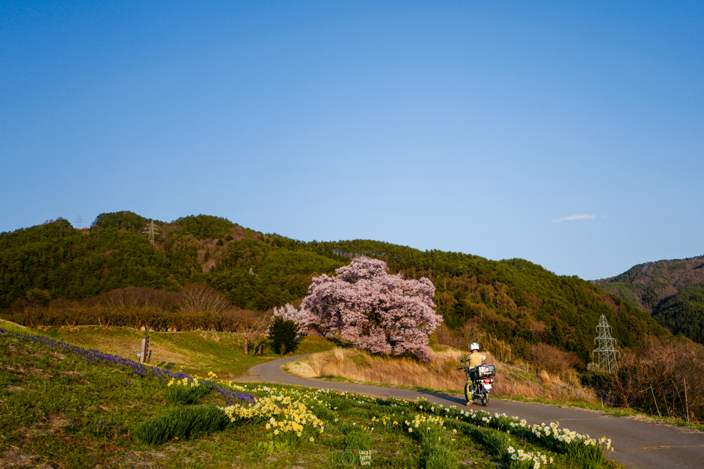 ライダーと桜