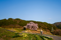 ライダーと桜