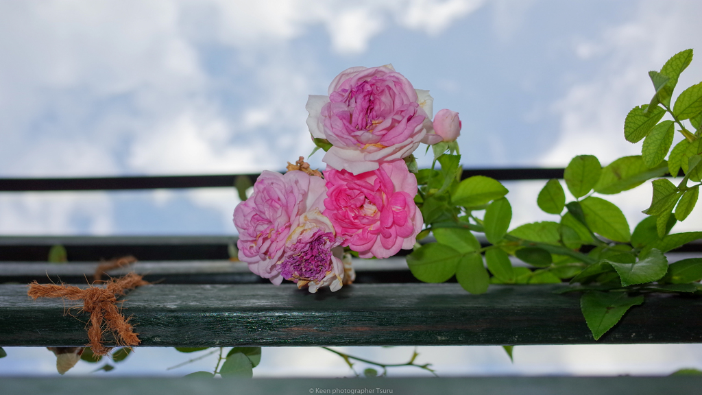 見上げる薔薇