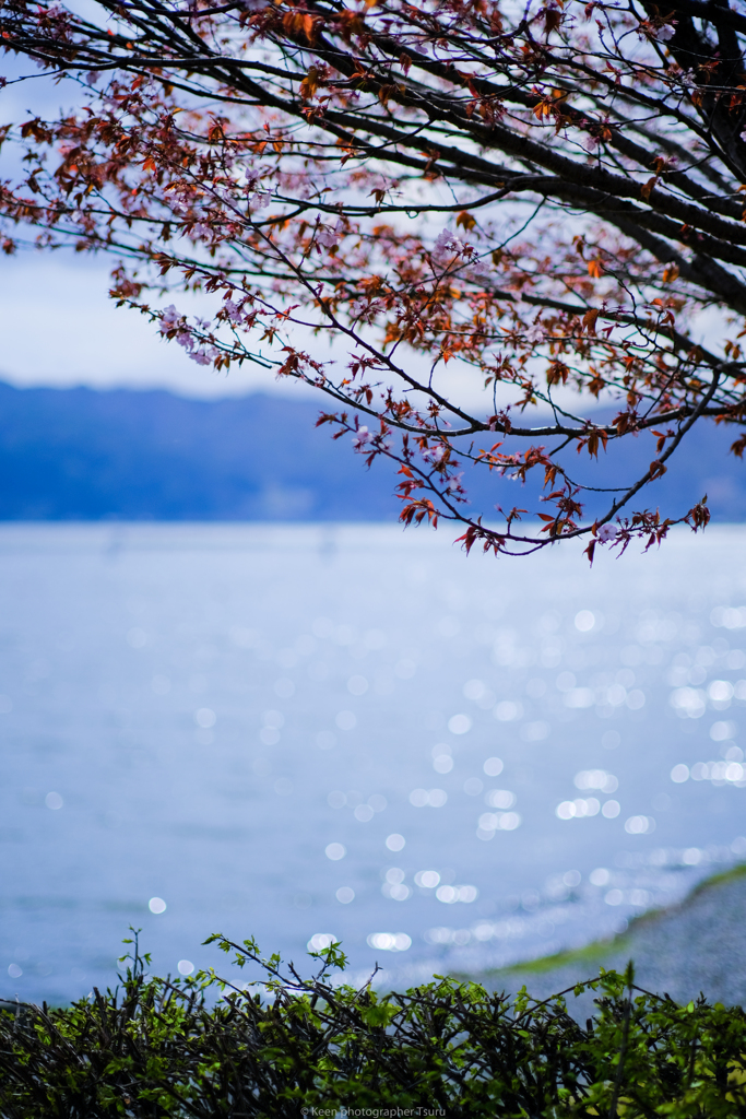 湖畔尾の葉桜