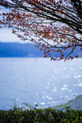 湖畔尾の葉桜