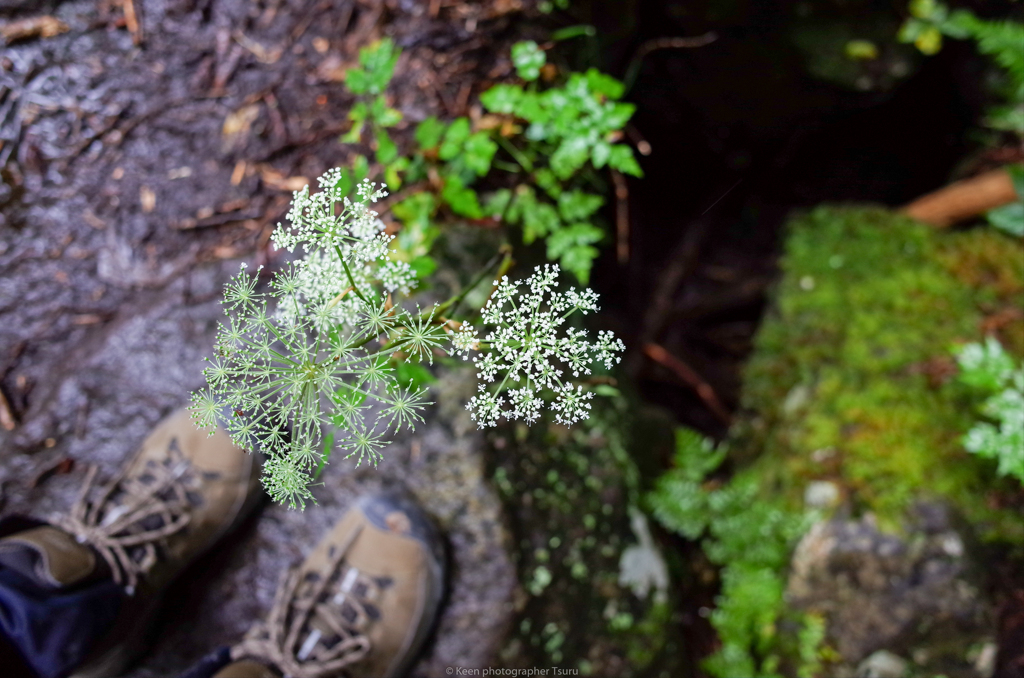 水辺の花