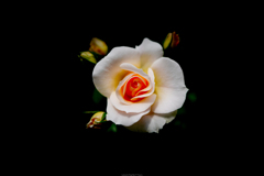 薔薇