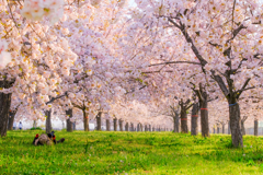 桜を楽しむ2