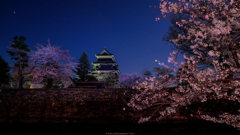 お堀の桜