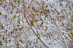 鳥が鈴なり