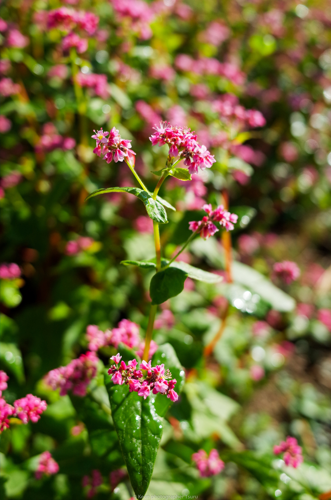 赤そばの花