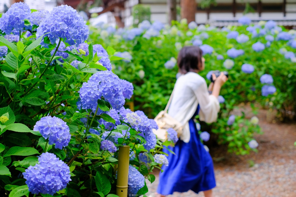 紫陽花