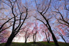 見上げる桜