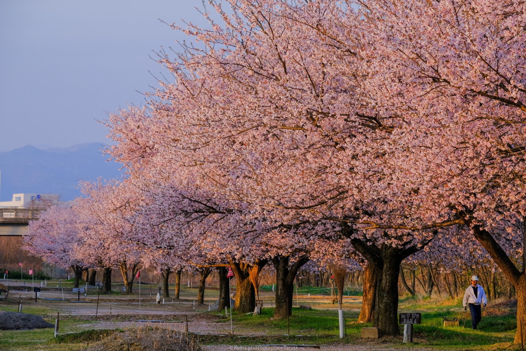 桜散歩