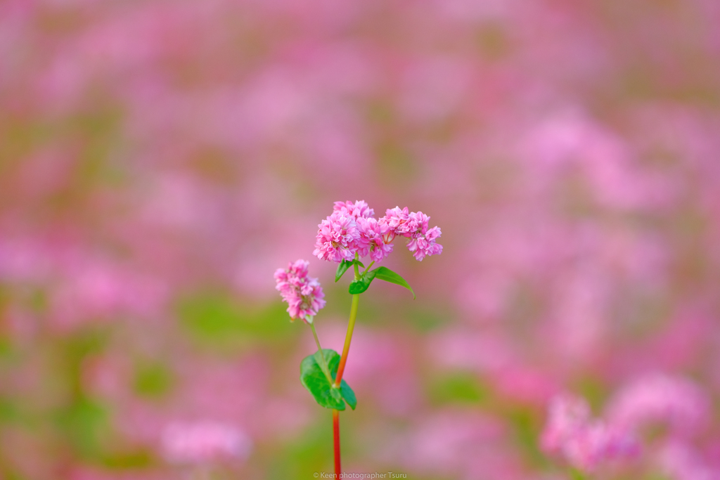 可愛い花