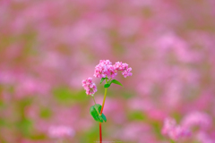 可愛い花