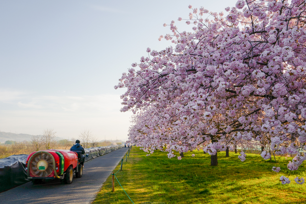 桜と高級車