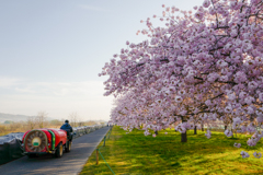 桜と高級車