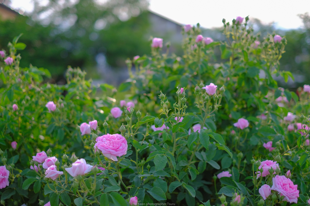 薔薇