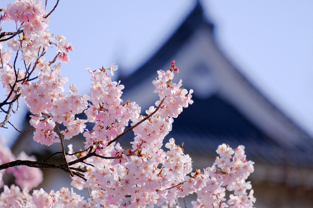 桜と天守