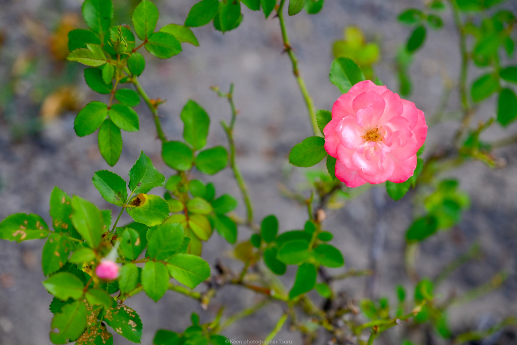 秋の薔薇