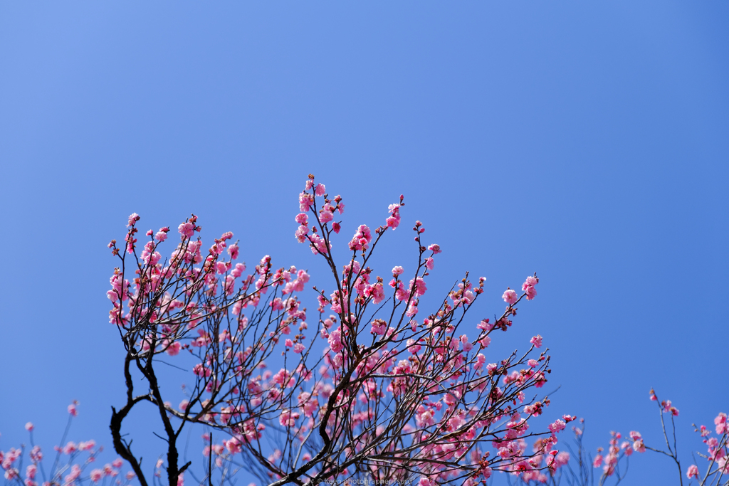 梅と青空