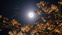満月と桜