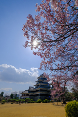 桜のころ