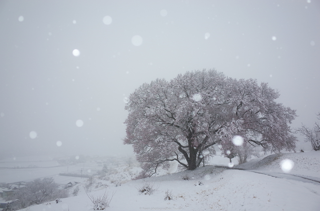 雪の降る日