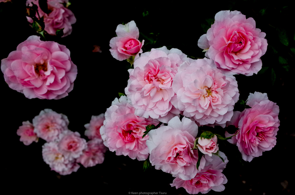 薔薇