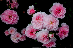 薔薇