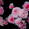 薔薇