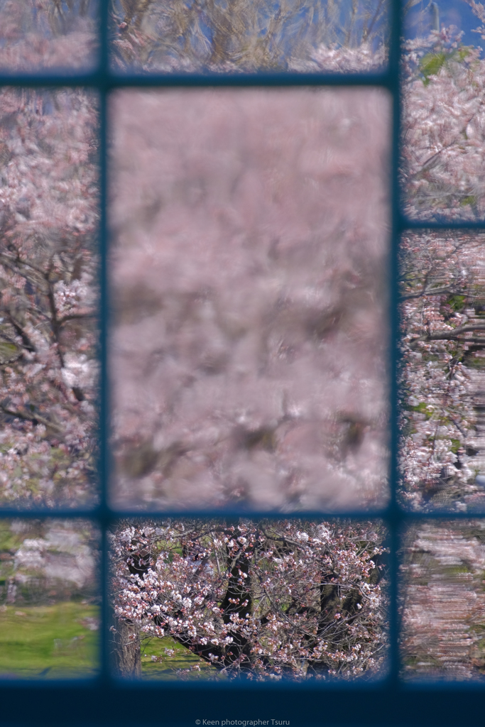 昔ガラス越しの桜