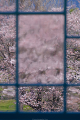 昔ガラス越しの桜
