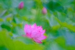 蓮の花